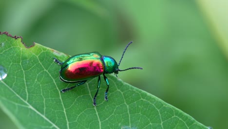 un video macro de un escarabajo de hoja de dogbane en una hoja