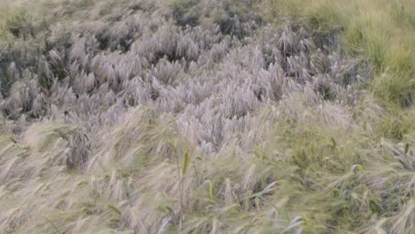 campo con cultivos dañados por granizo primer plano