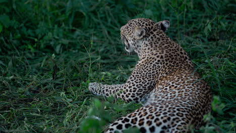 leopard in grass
