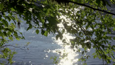 Tree-branches-with-lush-green-leaves-hang-over-glistening-flowing-river