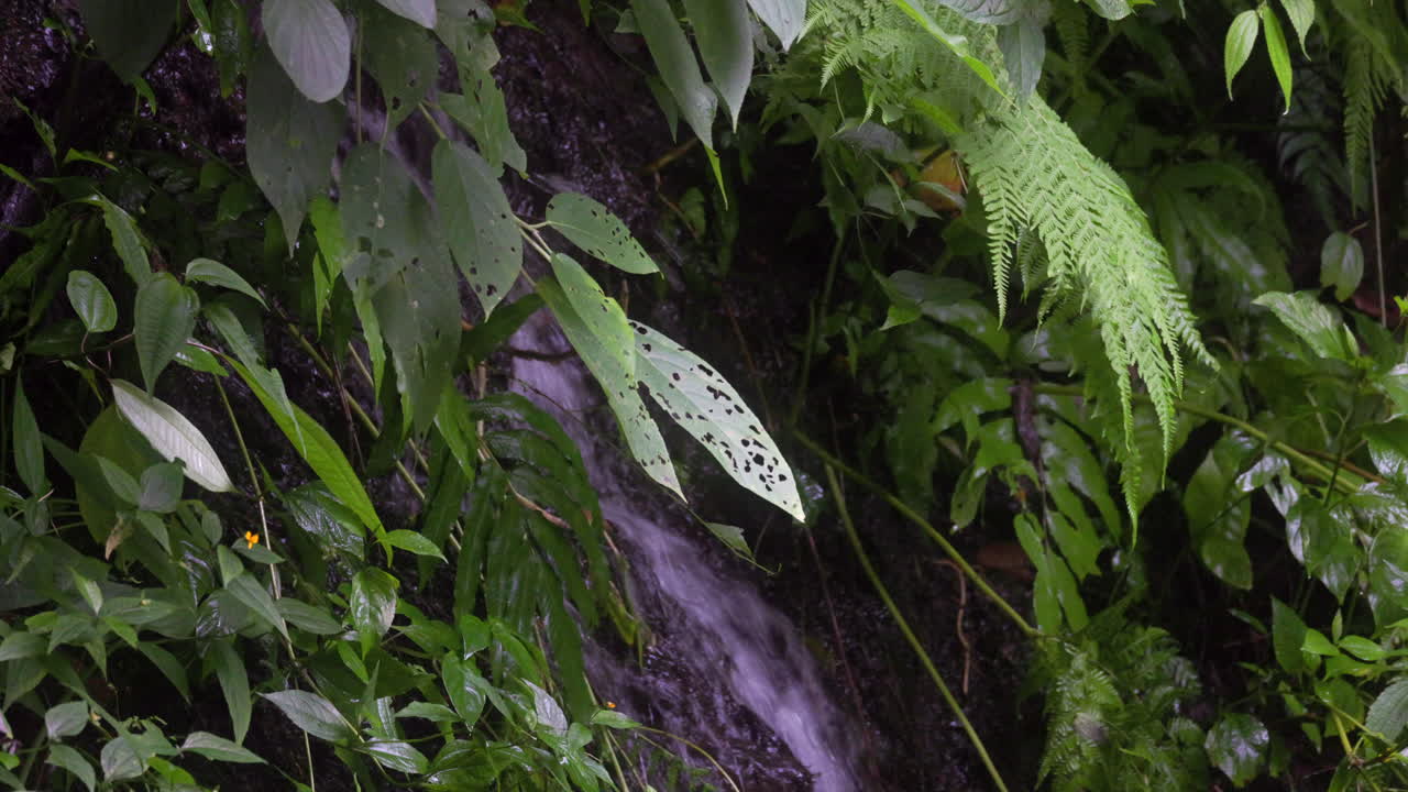 Tropical stream on rainforest in South American jungle forest
