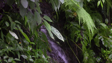tropical stream on rainforest in south american jungle forest