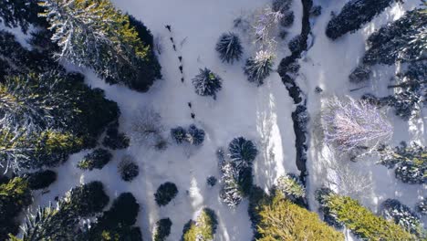 Filmische-Vogelperspektive-Aus-Der-Vogelperspektive,-Die-Eine-Gruppe-Von-Menschen-Zeigt,-Die-Durch-Verschneite-Kiefernwälder-Im-Weißen-Wunderland-In-Den-Französischen-Bergen-Wandern