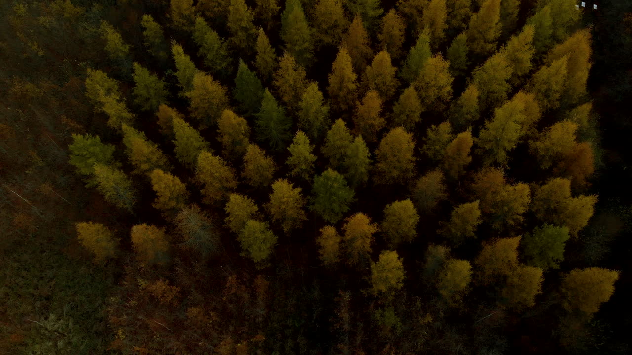 Aerial footage: top down, view of tree crowns in autumn, multicolored plants during flowering