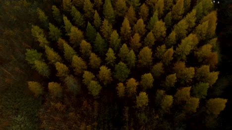 aerial footage: top down, view of tree crowns in autumn, multicolored plants during flowering