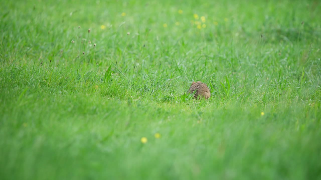 Hamster forages in grass, facing away while pausing to survey surroundings