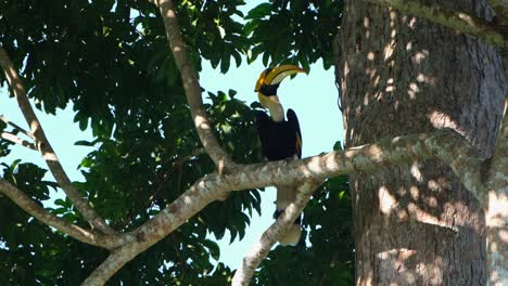 great hornbill buceros bicornis perched on the branch under the shade of the foliage as it looks around, khao yai national park, thailand