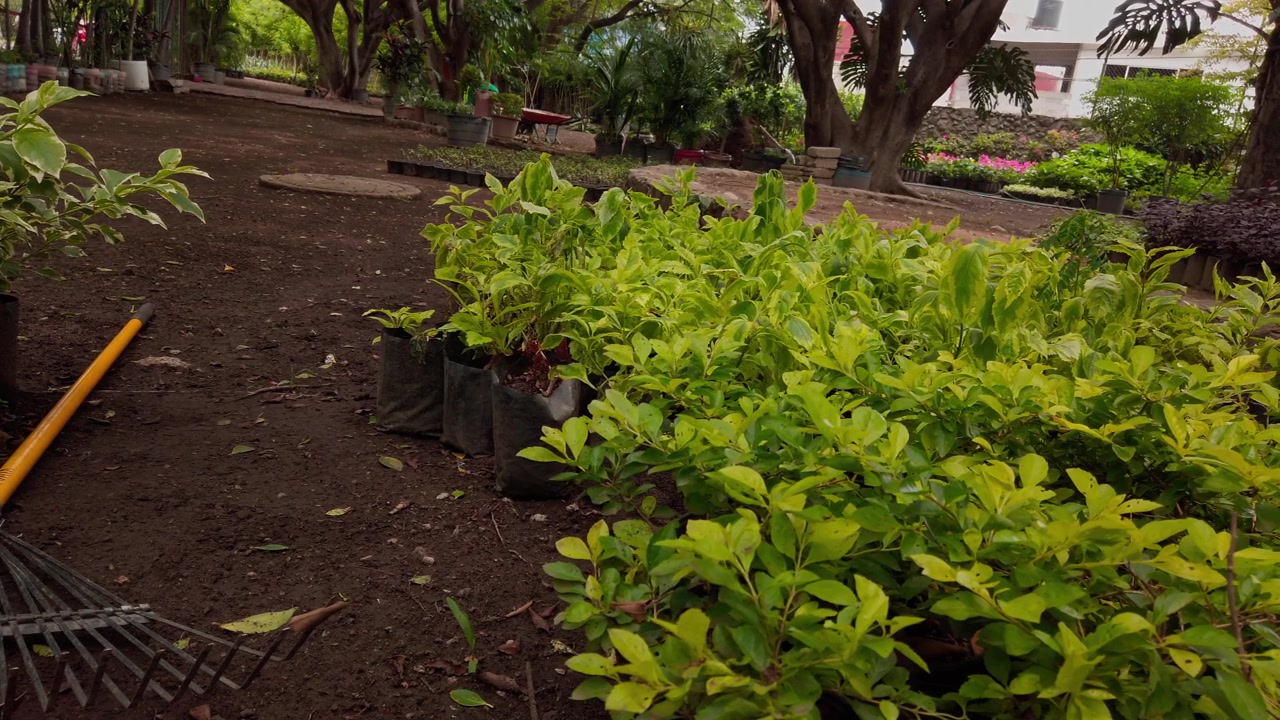 Fileiras de arbustos verdes crescendo em um viveiro de plantas. Plantas em vasos dispostas no solo sob árvores maduras em um parque paisagístico durante o dia com luz natural.