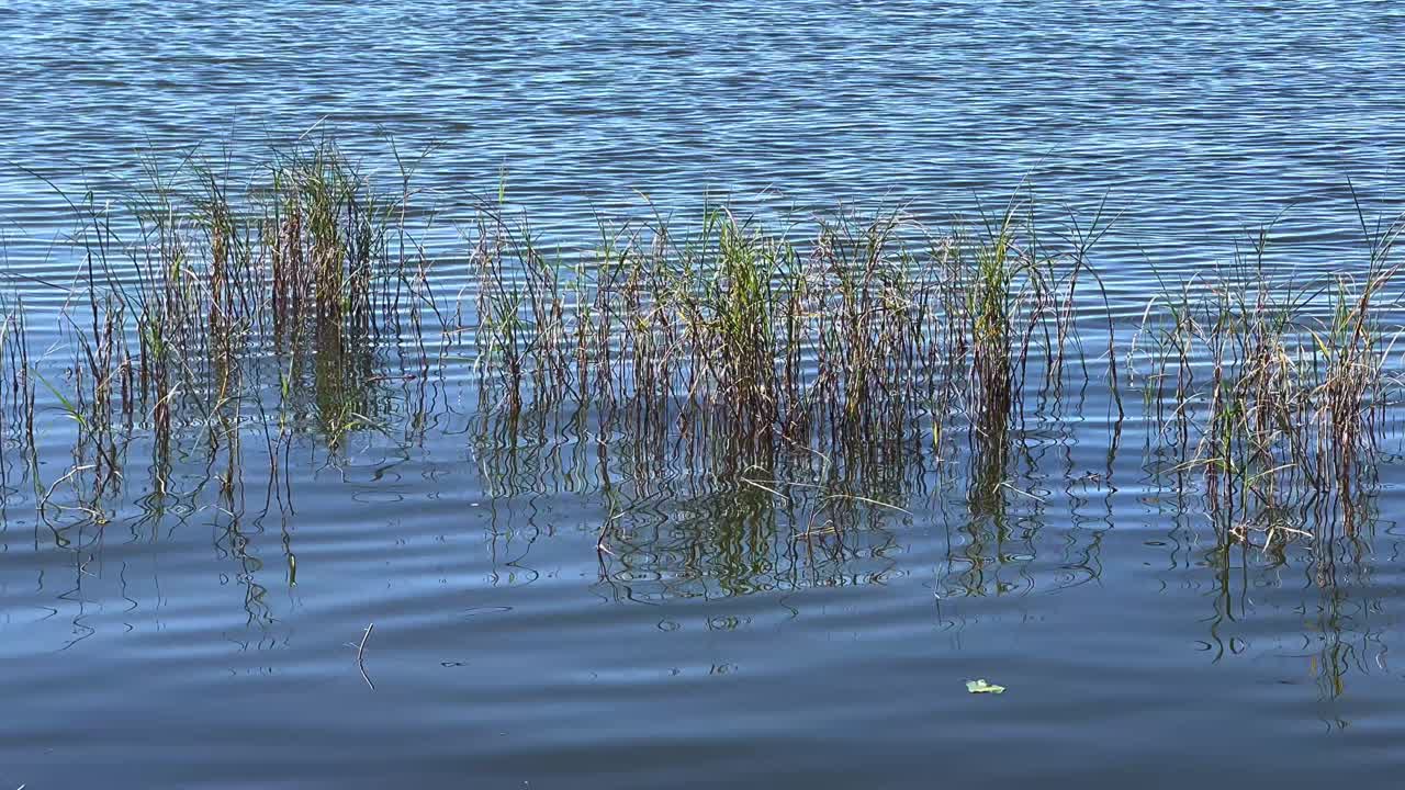 Calm Water with Reeds