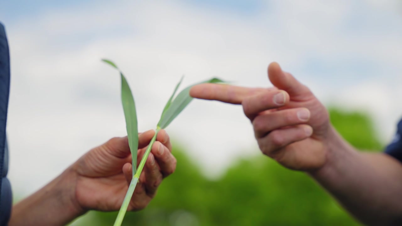 Un primo piano delle mani di due persone che esaminano attentamente un gambo verde di grano o orzo all'aperto. Ideale per temi di agricoltura sostenibile, coltivazione ecologica e ricerca botanica