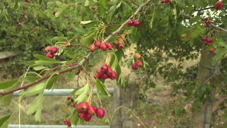 Haws,-Frutos-Rojos-Del-árbol-De-Espino-Meciéndose-En-El-Viento-En-Una-Puerta-De-Enlace-Inglesa