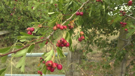 Haws, red fruit of the hawthorn tree swaying in the wind in an English gateway