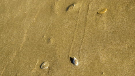 Arado-Diminuto-Caracol-De-Mar-Moviéndose-A-Través-De-La-Arena-De-La-Playa-Húmeda-Durante-La-Marea-Baja