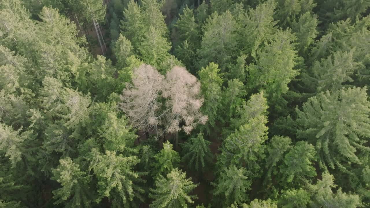 White trees in a coniferous forest