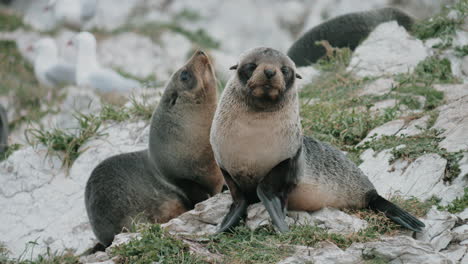 Cachorros-De-Lobo-Marino-De-Nueva-Zelanda-Descansando-Sobre-Rocas---Primer-Plano