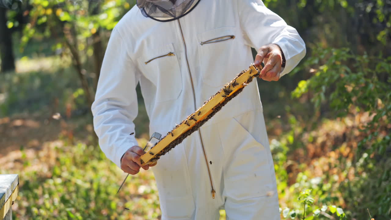 Bees on a frame in apiarist's hands. Beekeeper in white suit inspecting honeycomb among green nature. Apiculture in summer.