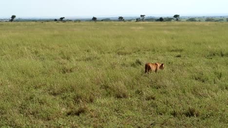 Young-lion-walking-slowly-through-endless-plains-of-the-grasslands