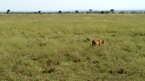 Junger-Löwe,-Der-Langsam-Durch-Endlose-Ebenen-Des-Graslandes-Geht