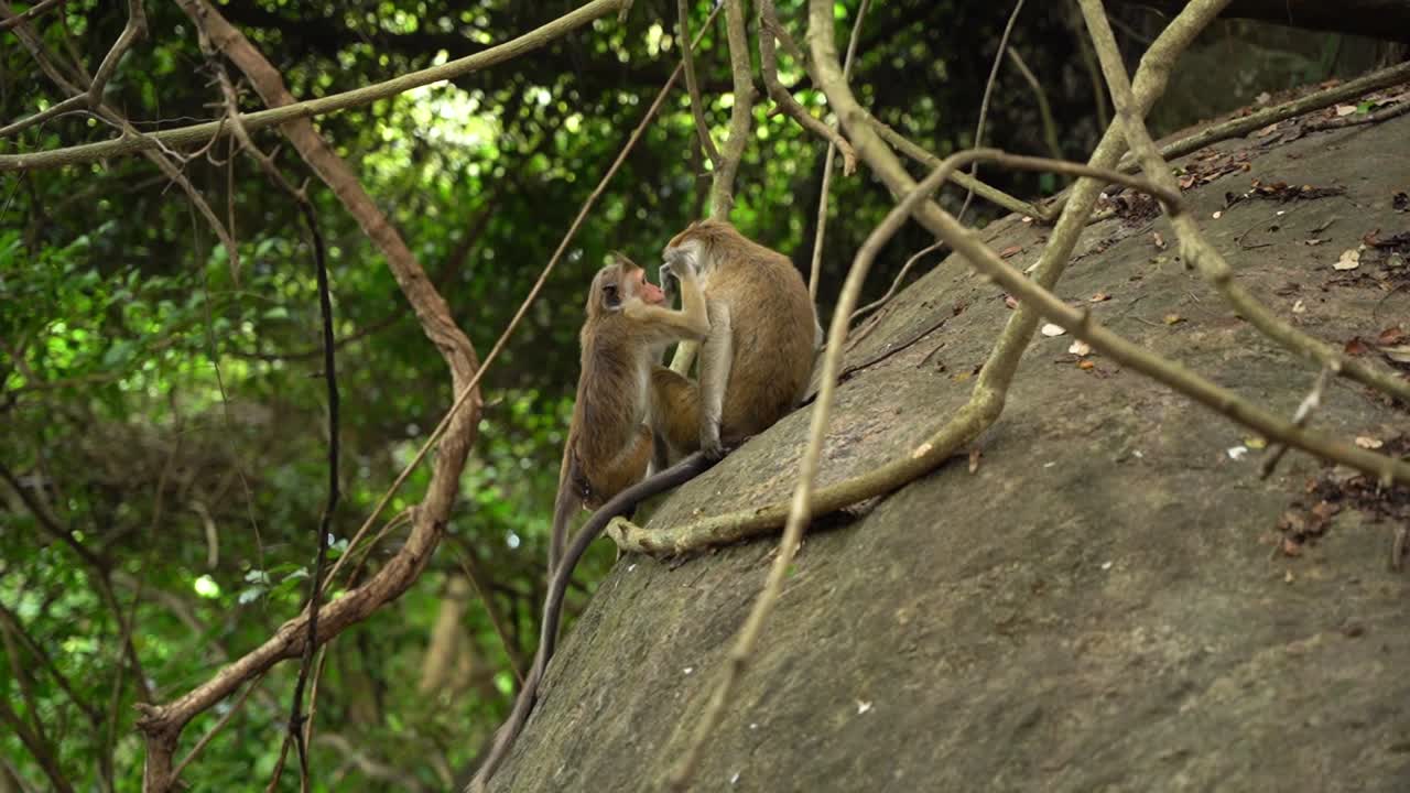compañero de aseo de mono gris afuera