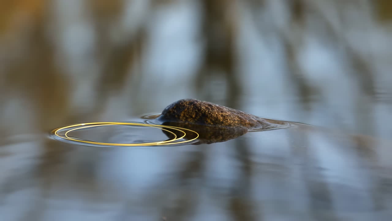 Rock with Golden Ripples in Water