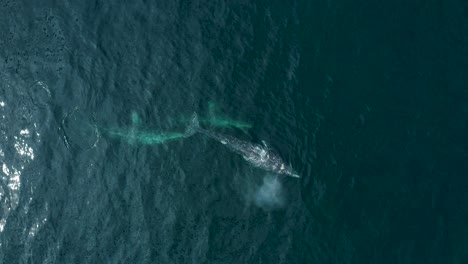 aerial top down overview of whale family pod rising to surface with spout