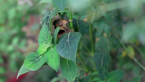 ashy wren warbler alimenta a los polluelos jóvenes y se va volando