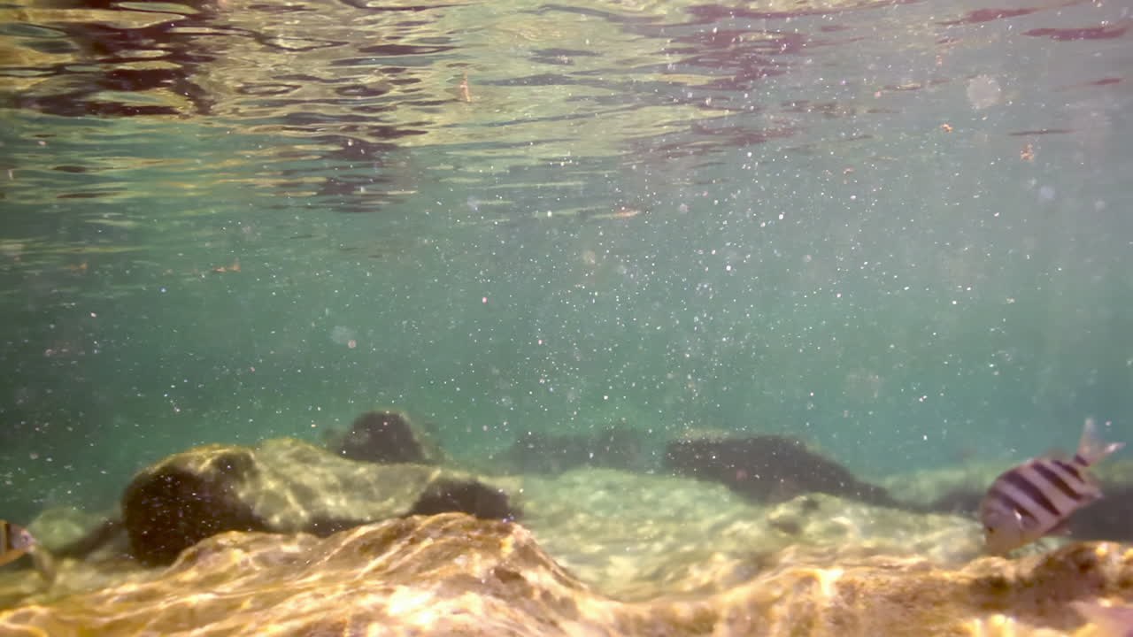 Underwater Scene with Tropical Fish
