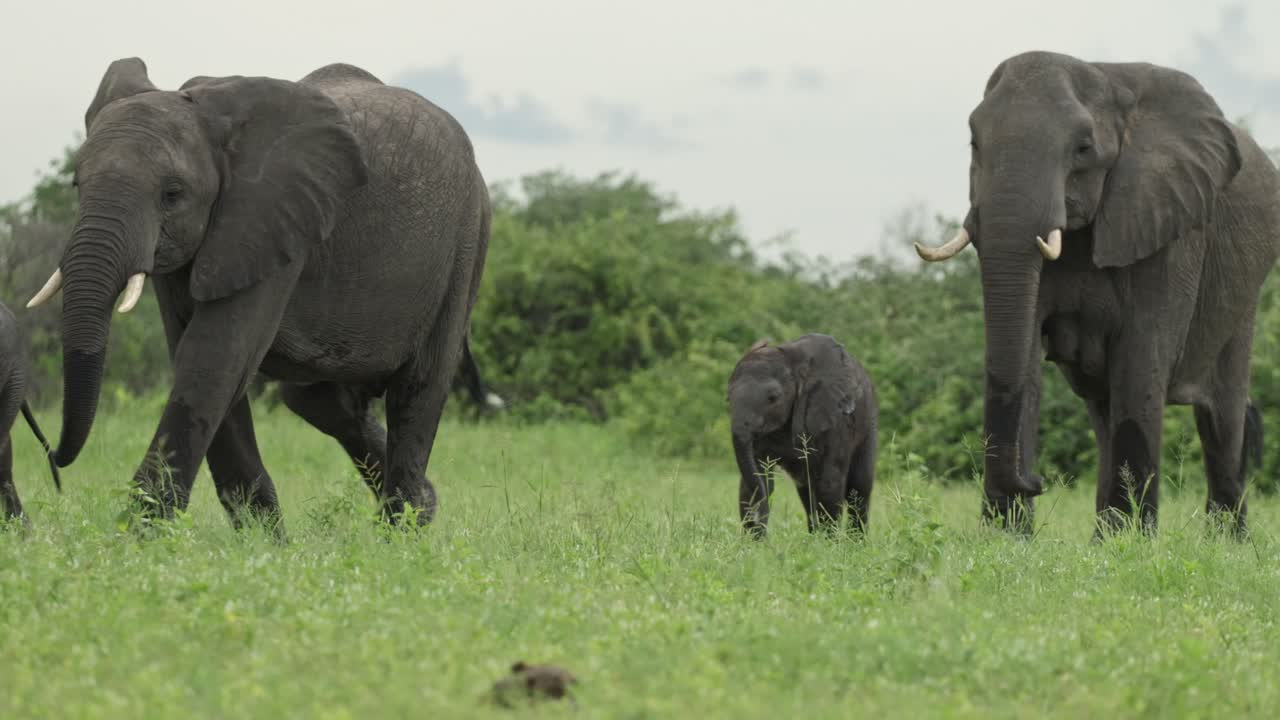 A herd of African elephants is walking with two tiny calves across the green grassland in Savuti, Botswana