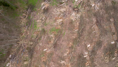 top down view of stacked tree trunks in the forest - drone shot