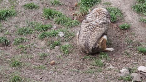 Playful-coyote-traps-and-chases-his-tail-near-shaded-hiking-trail