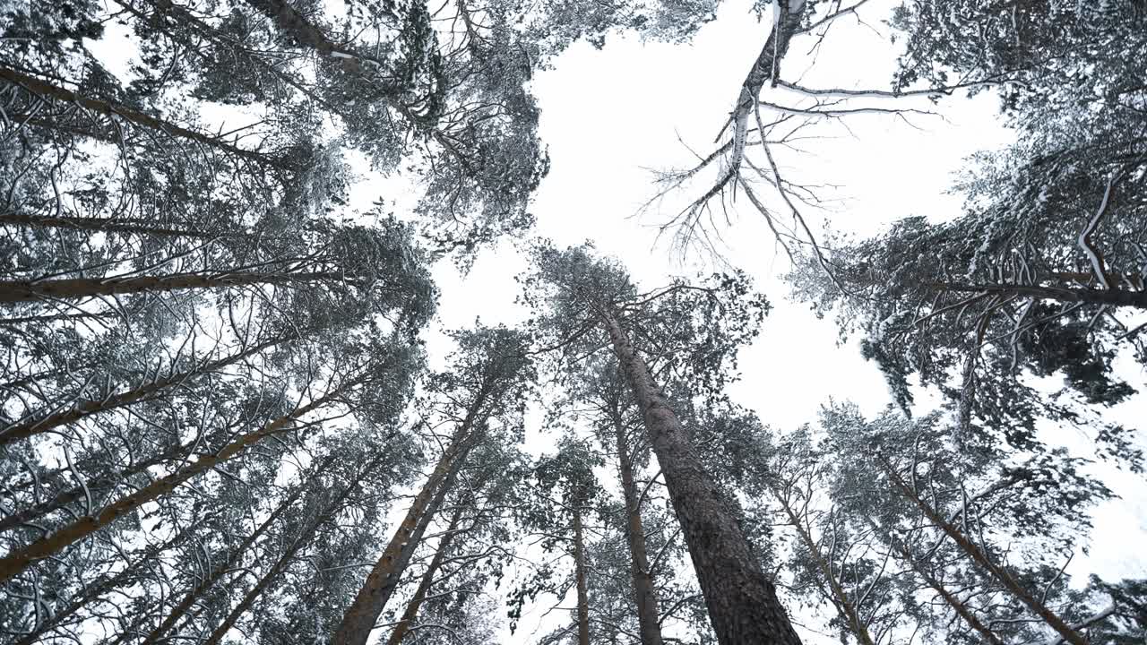 겨울의 숲 가노피