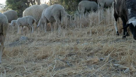 sheep produced for their meat
