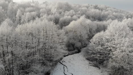 heladas de invierno en los árboles, paisajes nevados del desierto, panorama aéreo del bosque