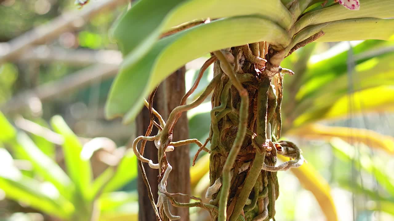 raíces y flores de orquídeas en un entorno natural