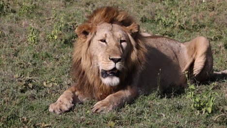 Large-male-lion-panting-on-ground-in-Tanzania,-Africa