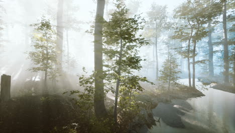 Sol-Saliendo-En-Un-Bosque-Con-Niebla