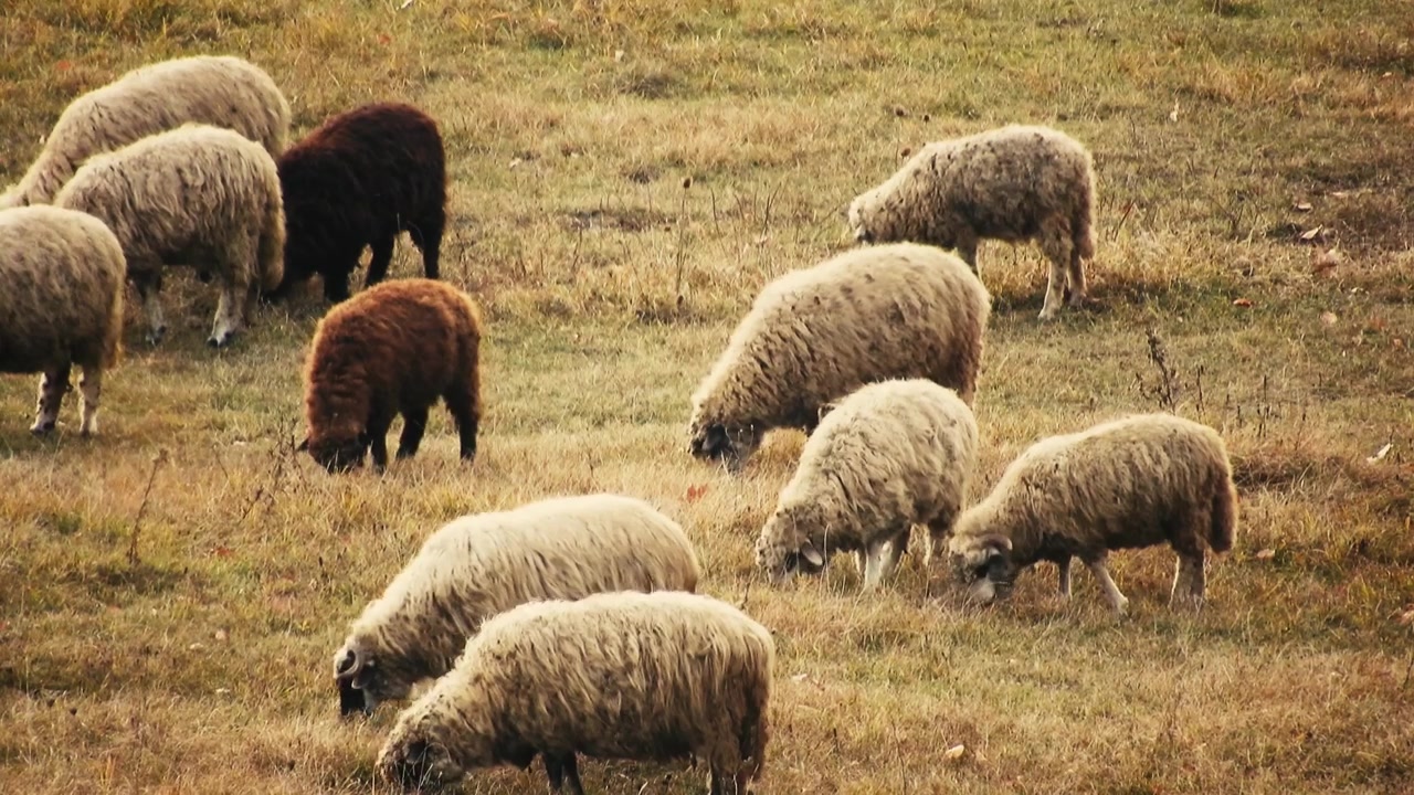 Flok af får, der spiser græs på marken