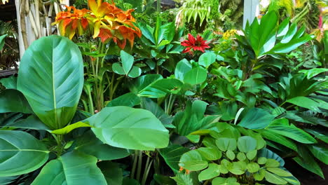 tropical garden pathway surrounded by lush greenery and colorful flowers