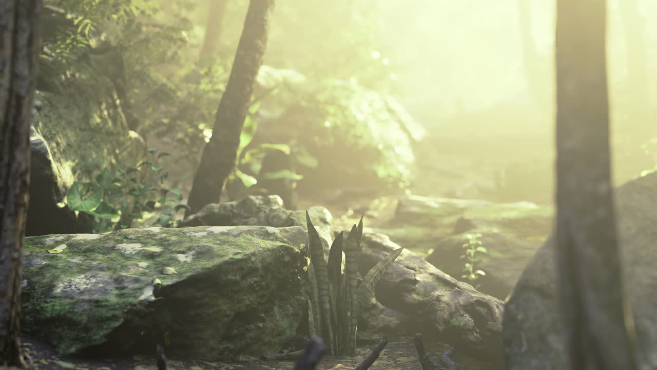 Sunlight streams through the trees illuminating a peaceful forest clearing