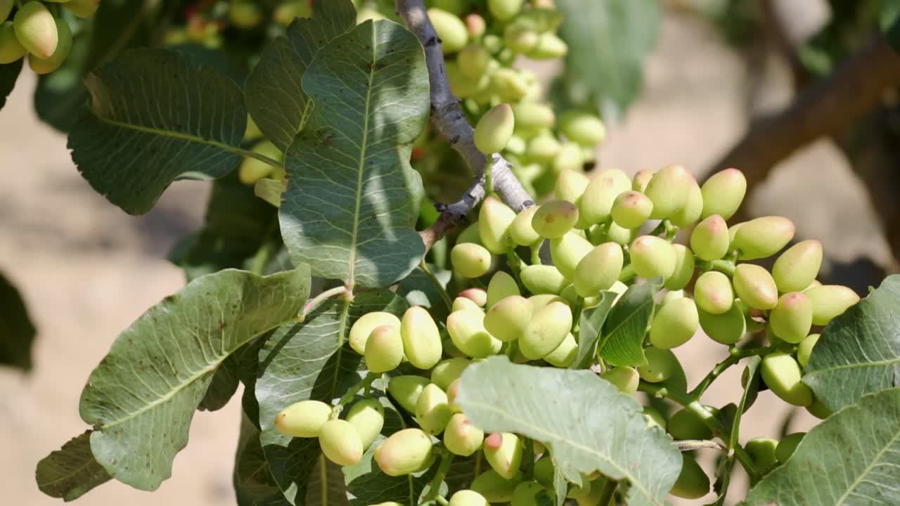 Many organic pistachios ripening on a production tree