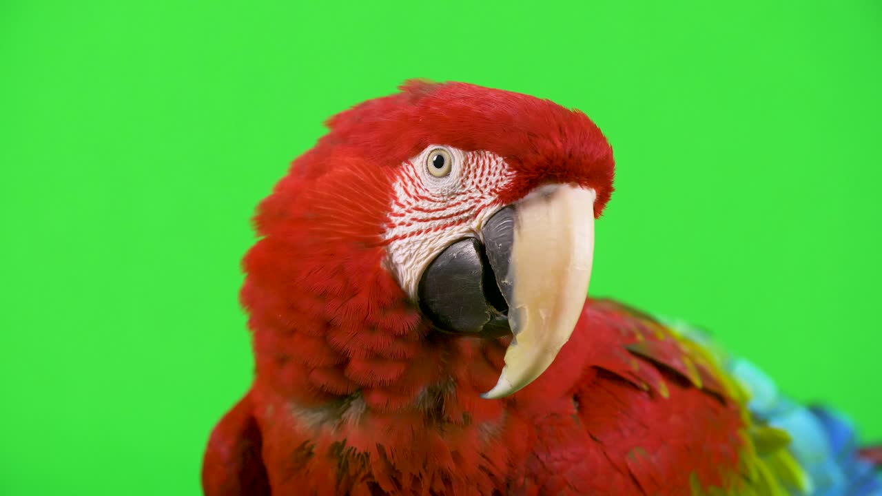 loro guacamayo rojo mira a la cámara y niega con la cabeza, en desacuerdo
