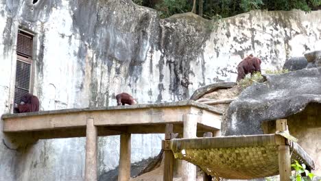 orangutanes en un recinto del zoológico