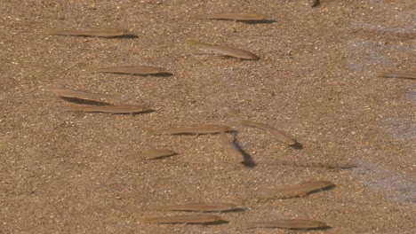 fish in the stream all facing tot eh right as they drift back with the current, poropuntius sp