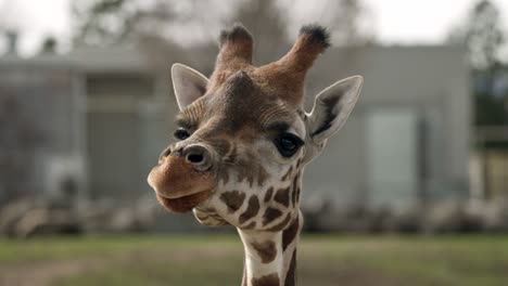 giraffe curiously looking around in the zoo