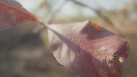 Trockenes-Braunes-Blatt,-Das-Von-Einem-Ast-Unter-Hellem-Sonnenlicht-Mit-Verschwommenem-Hintergrund-Hängt