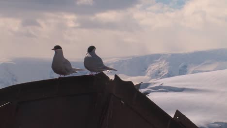 Terns-on-old-shipwreck-in-the-Arctic