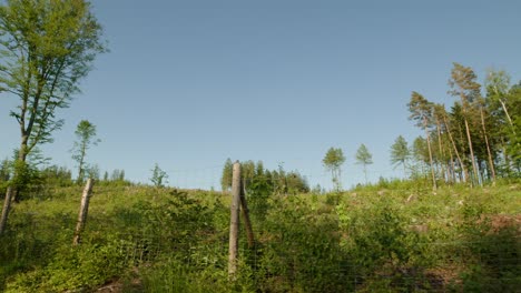 Deforested-glade-with-stumps-in-dead-dry-spruce-forest-hit-by-bark-beetle-in-Czech-countryside