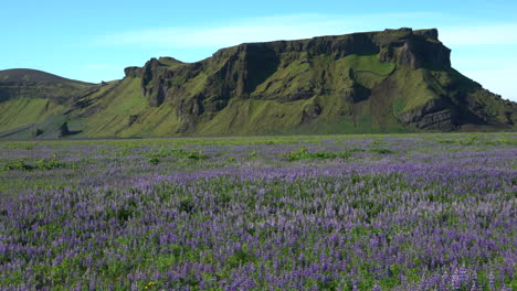 lupine flowers field in vik iceland.