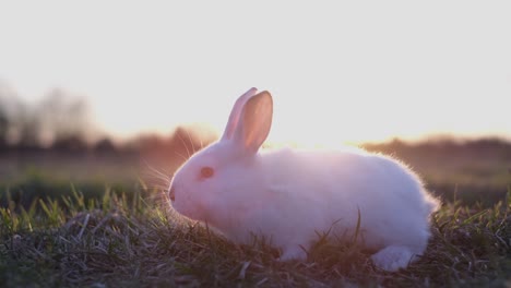 white rabbit in golden sunlight