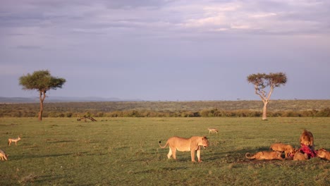 un grupo de leones poniendo y comiendo en la sabana en un safari en la reserva de masai mara en kenia, áfrica.